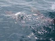 100_0544.JPG
